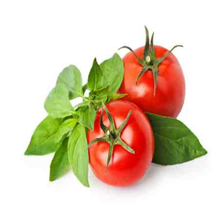 Tomato Leaf Absolute Oil